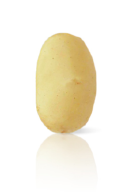 Pomme de Terre Monalisa